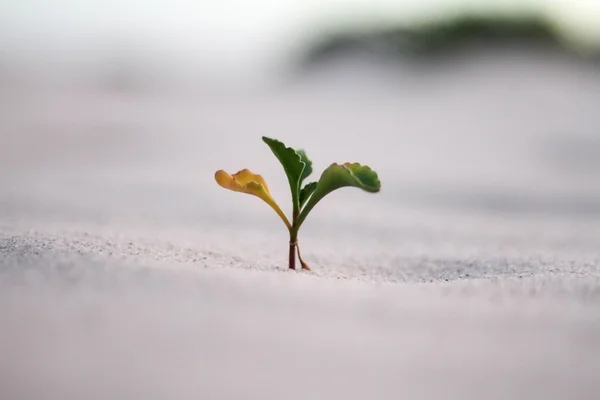 A single seedling sprouting from pale sand